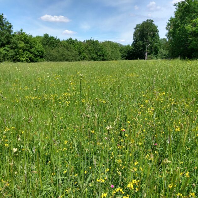 Elmfield Woods - Urban Woodland and Grassland Mosaic - idverde