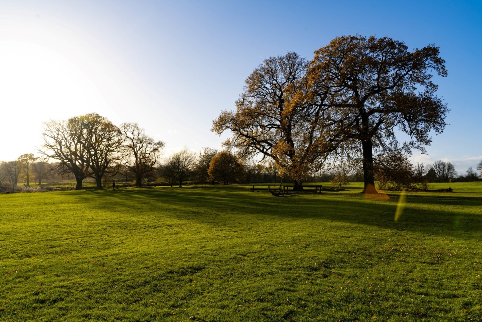 green grass and trees