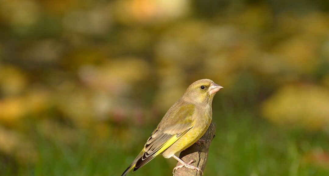 greenfinch-1154124_1280