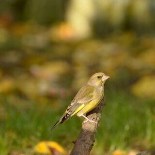 greenfinch-1154124_1280