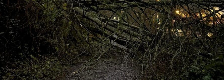 fallen tree