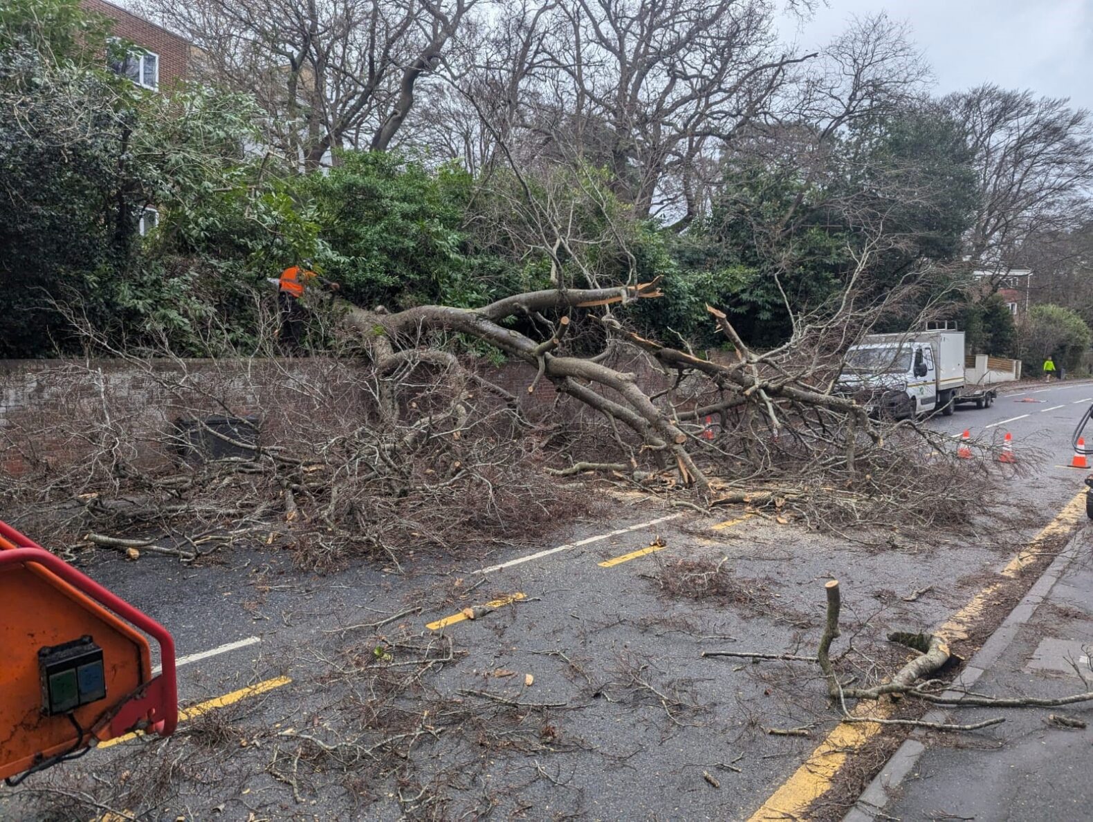 fallen tree on road