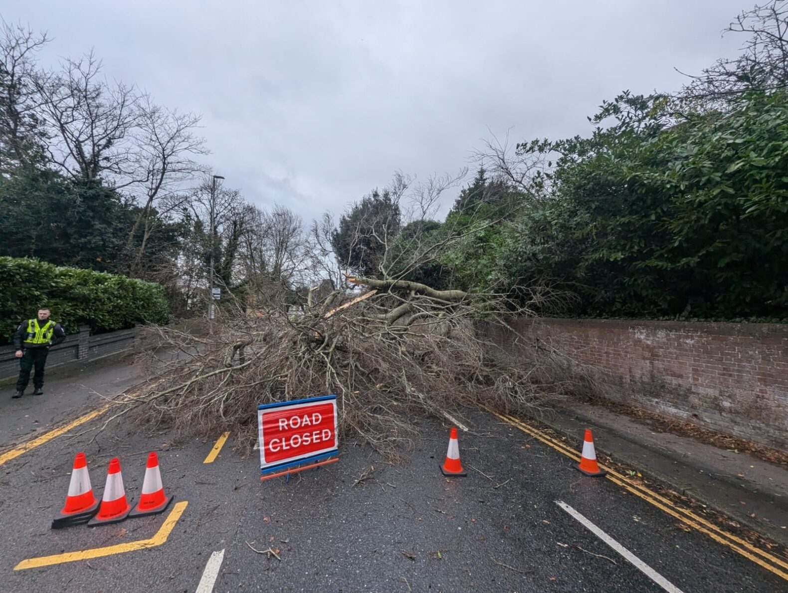 fallen tree on road and read sign