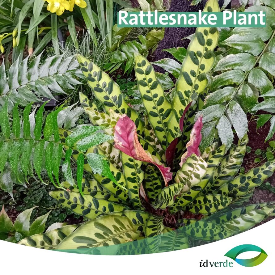 Photo of green, yellow, pink plant that looks like a rattlesnake