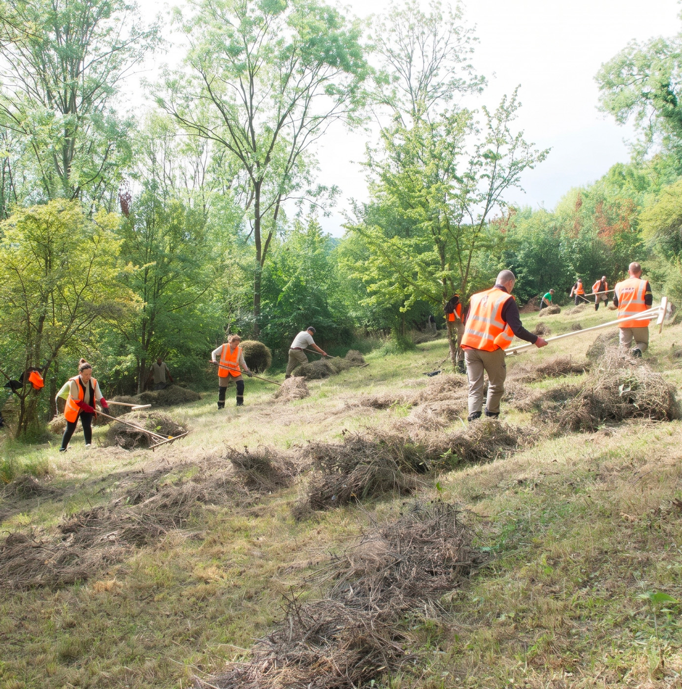 A large group of volunteers in orange high-visibility vests raking and clearing vegetation on a wooded hillside