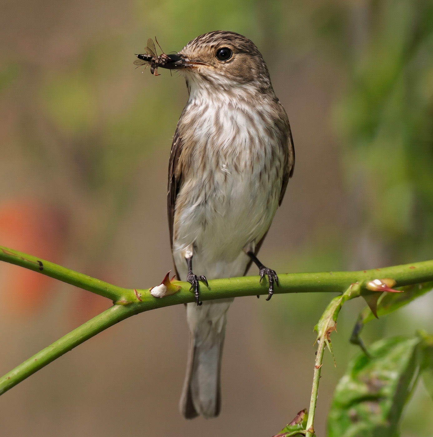 A spotted flycatcher perched on a rose stem holding an insect in its beak, with soft green bokeh background