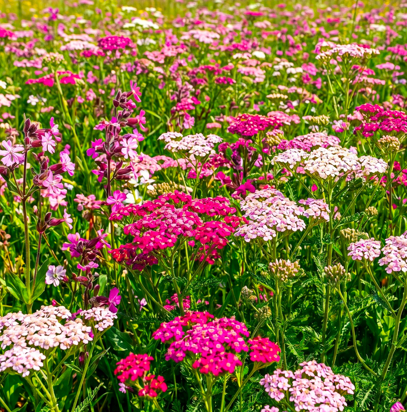 A dense summer wildflower planting of pink, red, and white yarrow and campion in full bloom