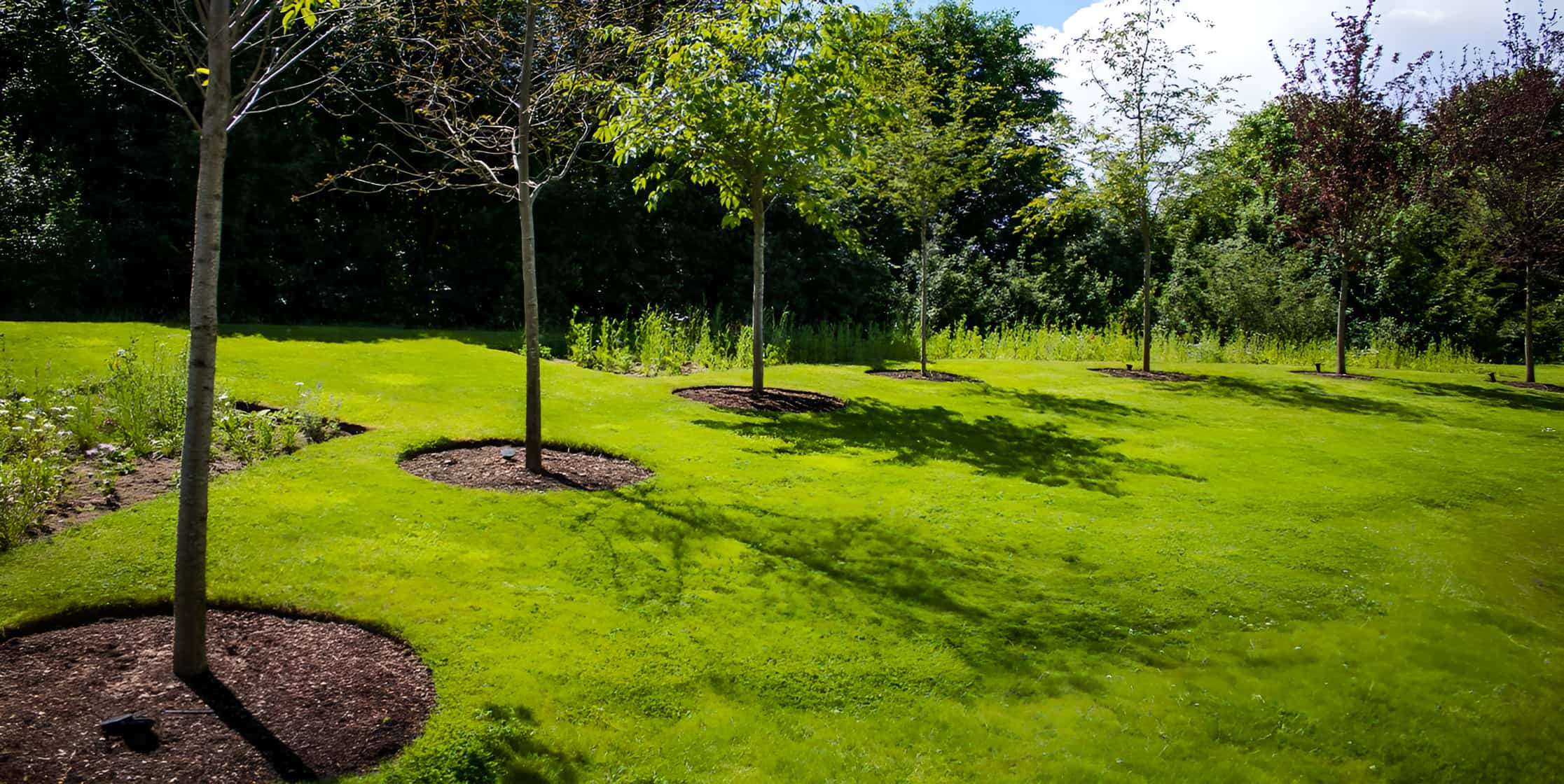 Newly planted young trees with mulch rings on a well-maintained green lawn, bordered by wildflowers and mature trees.