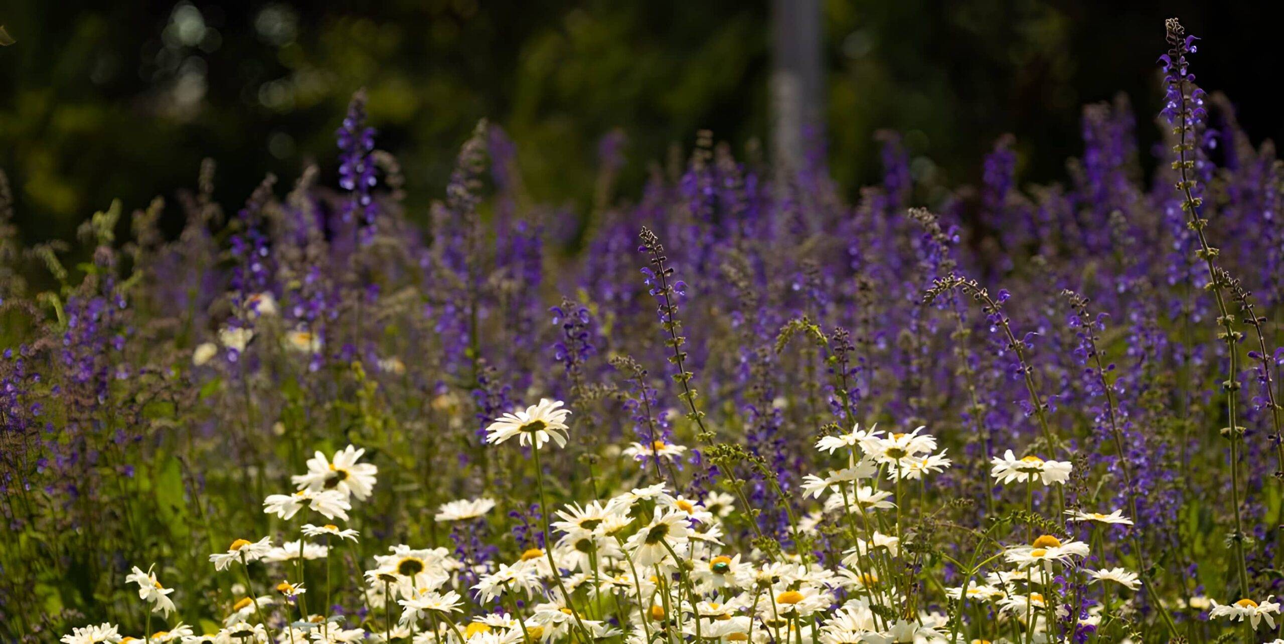 White daisies and purple salvia growing together in a naturalistic wildflower meadow border