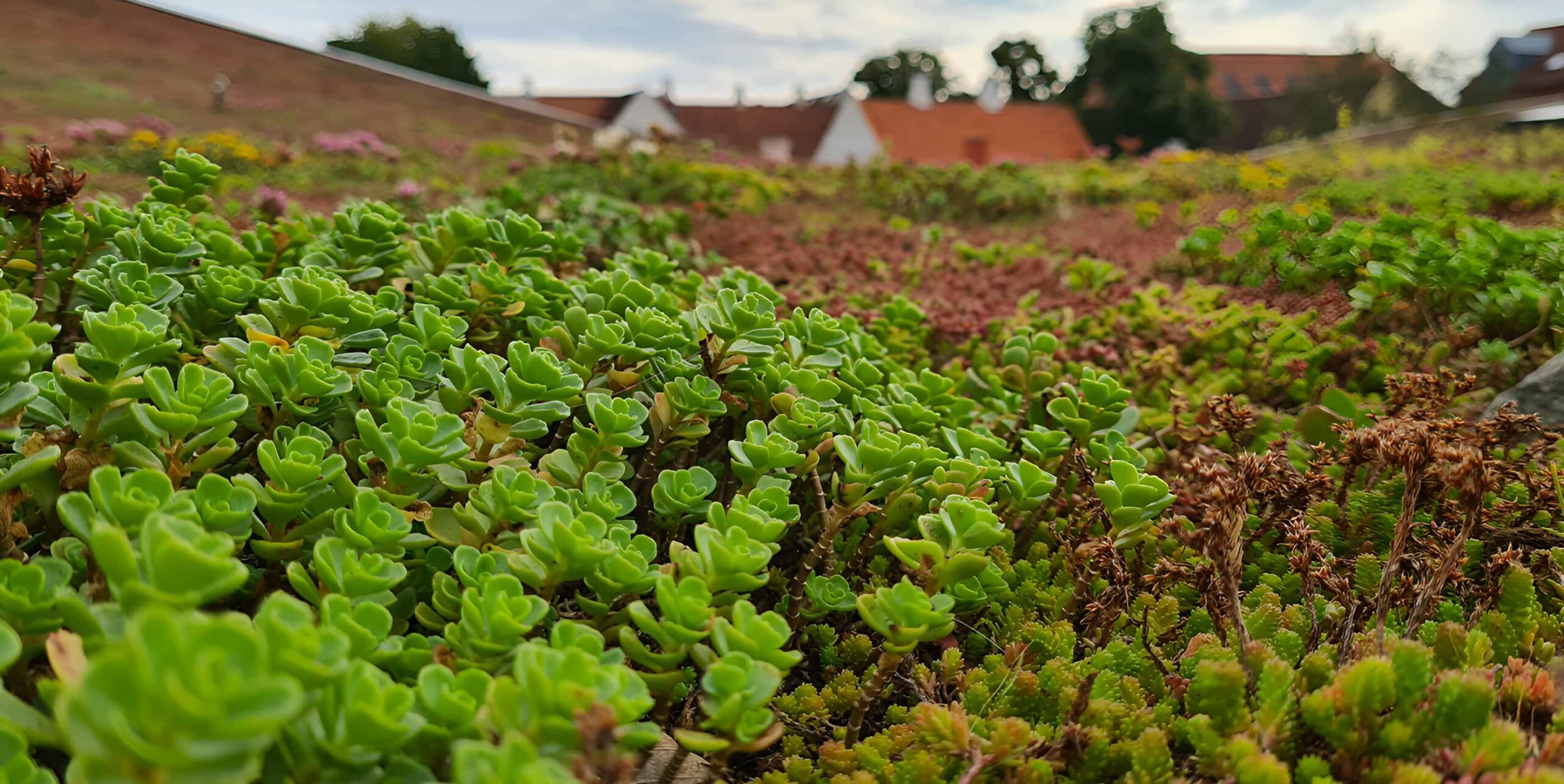Sedum green roof with flowering plants and colourful ground cover, residential rooftops and trees visible in background