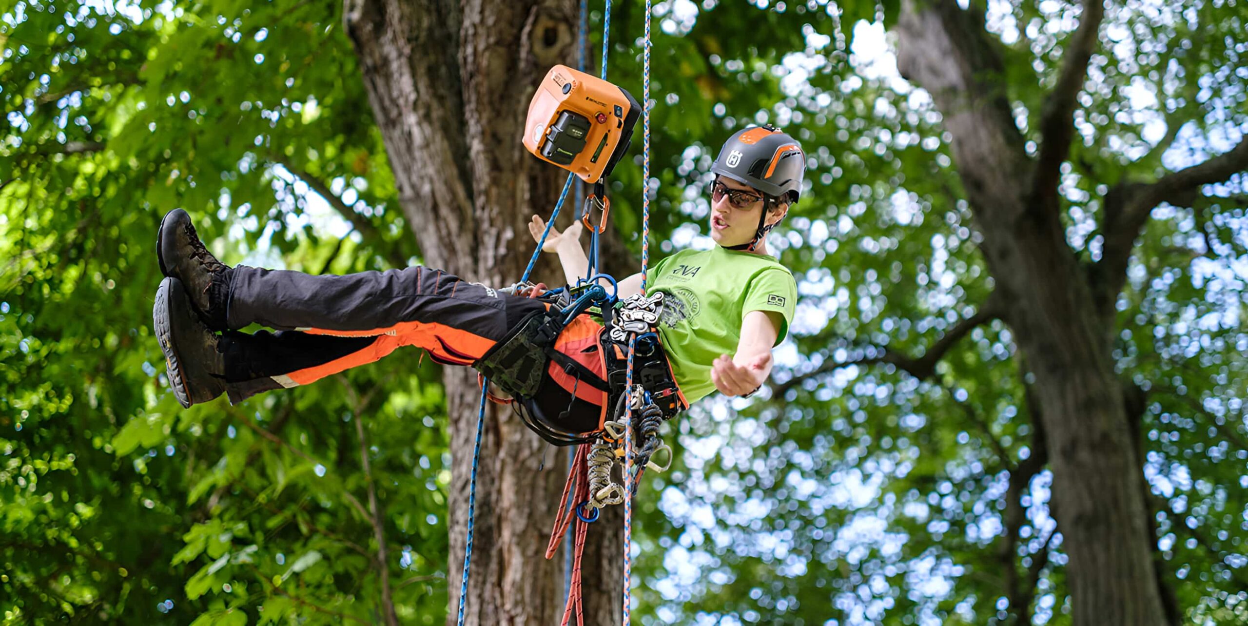 Arborist suspended mid-air in full safety harness using mechanical ascender to climb large tree
