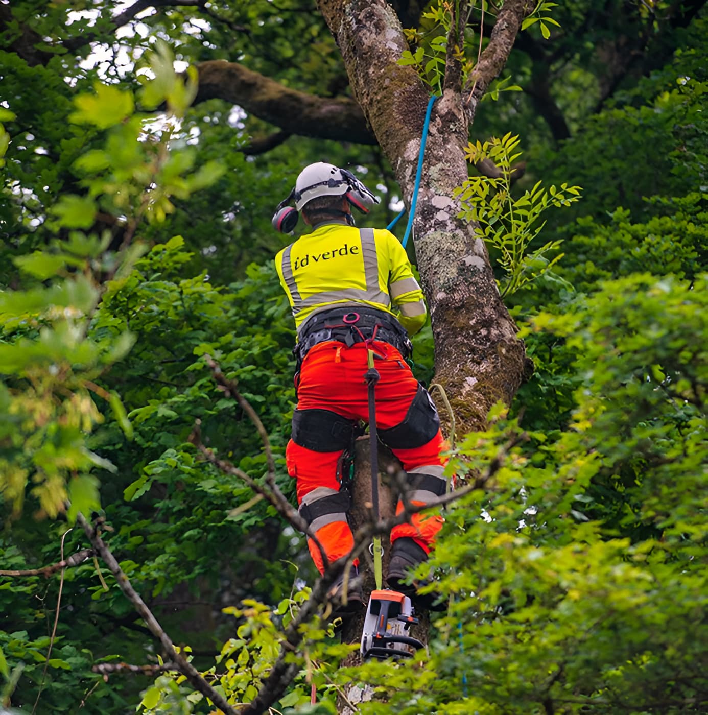 idverde arborist climbing a large tree wearing hi-vis gear, helmet, ear defenders and harness with chainsaw