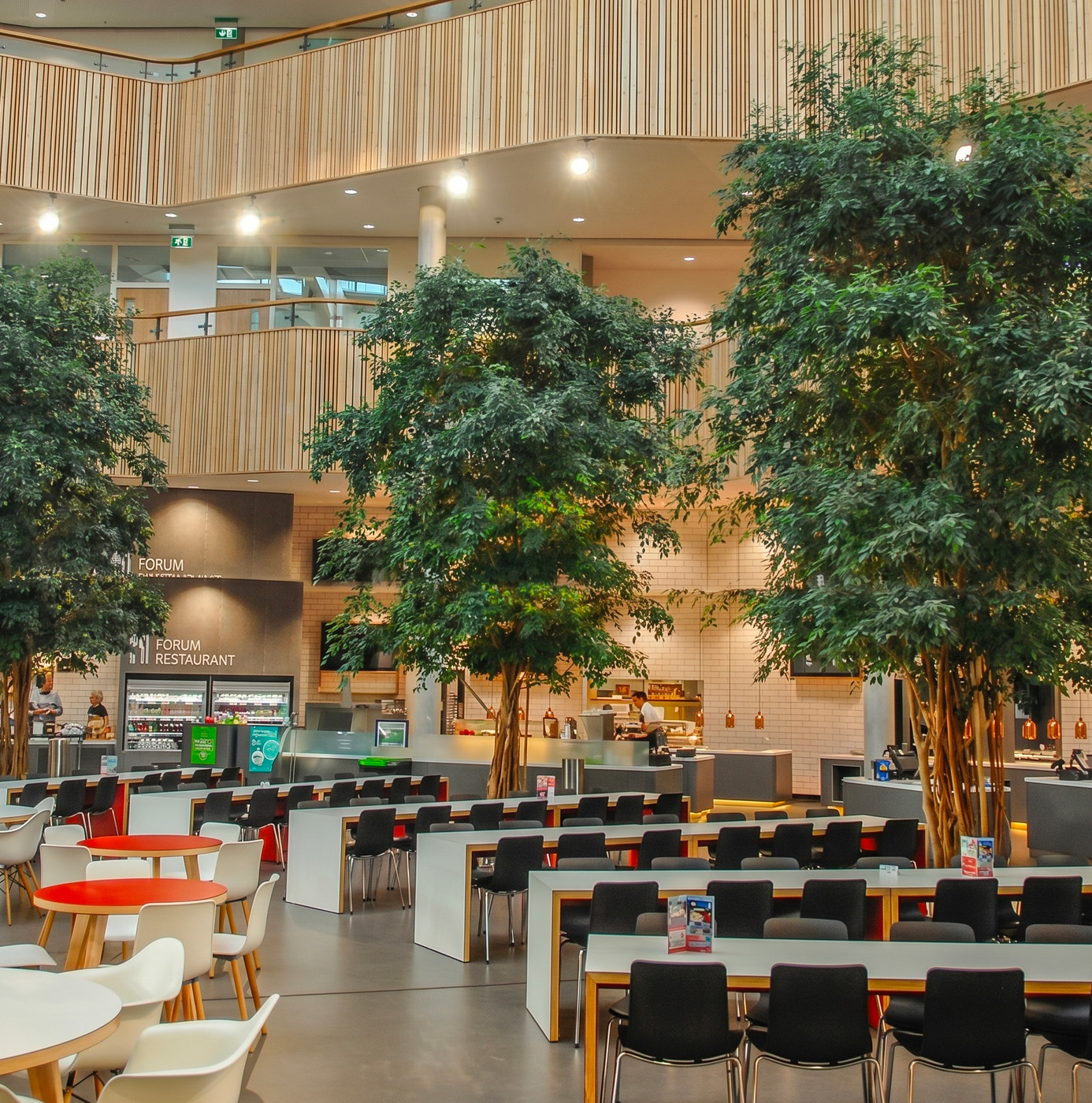 Large multi-stemmed indoor trees in a double-height corporate restaurant atrium with timber ceiling detailing and open-plan dining area.