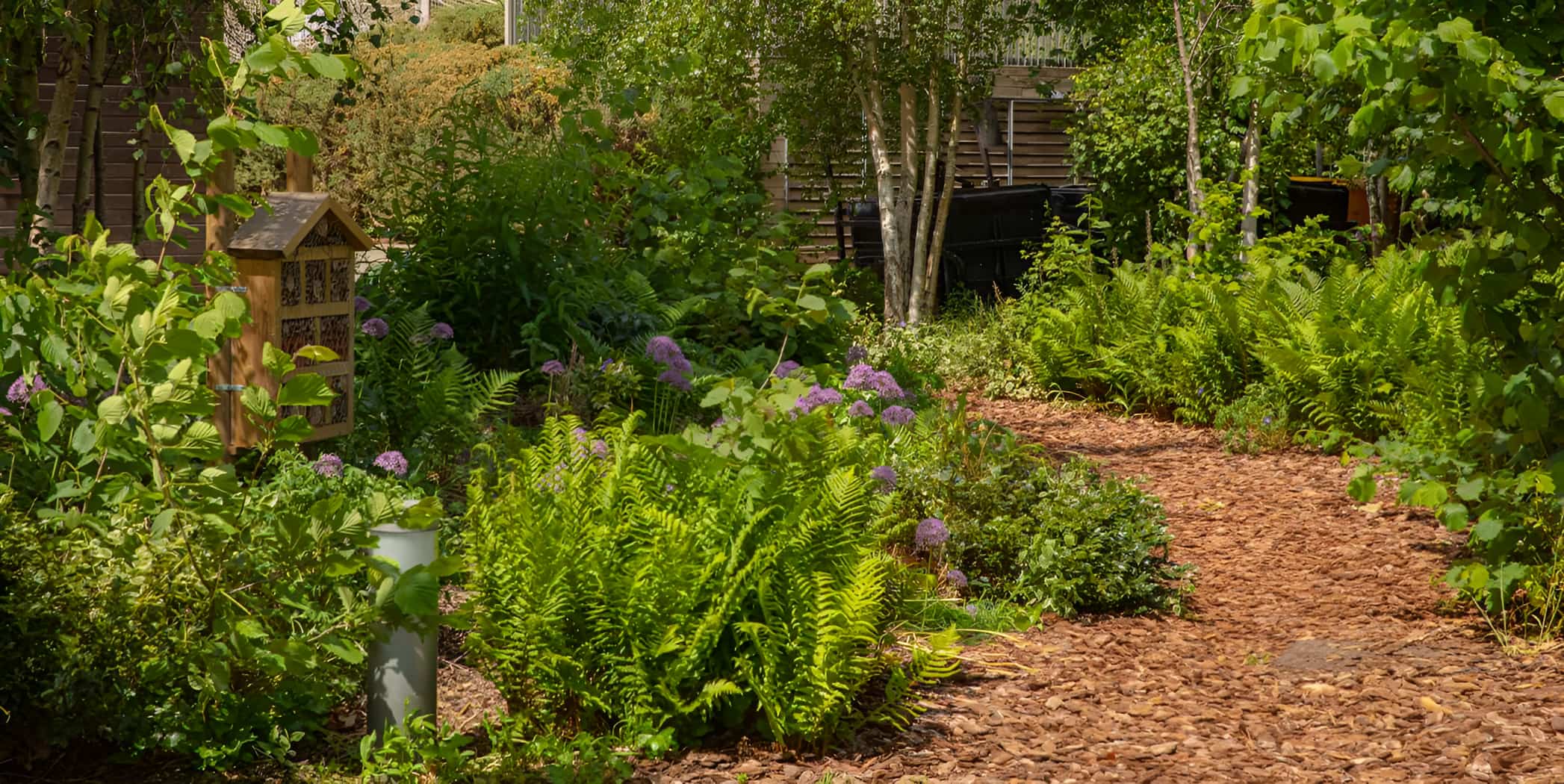 Wildlife garden with ferns, alliums, birch trees, wood chip path and insect hotel on post
