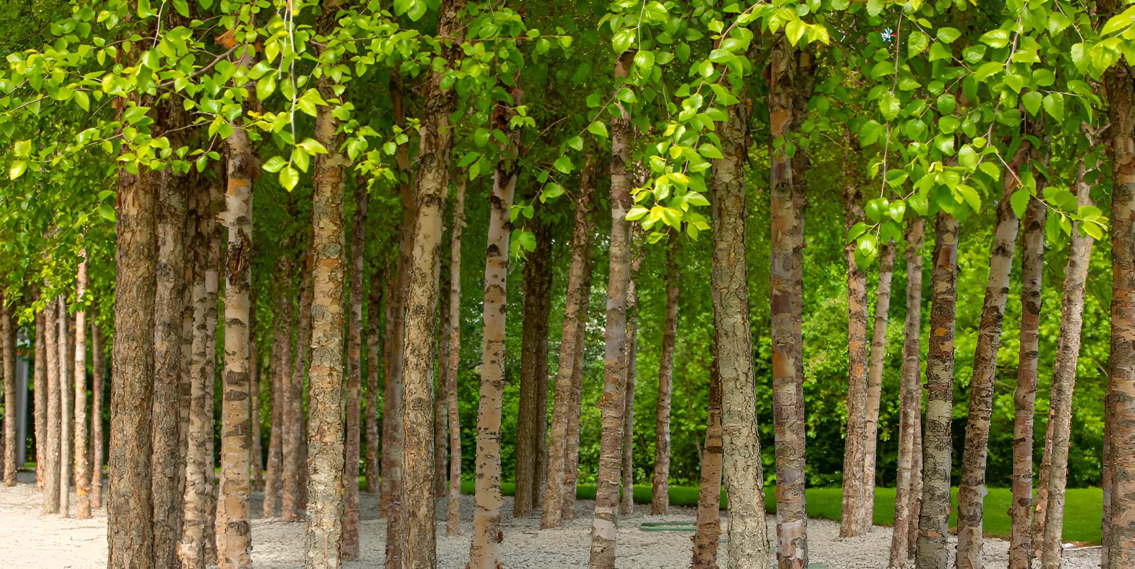 Rows of slender birch trees with white bark and bright green leaves planted in a gravel garden setting.