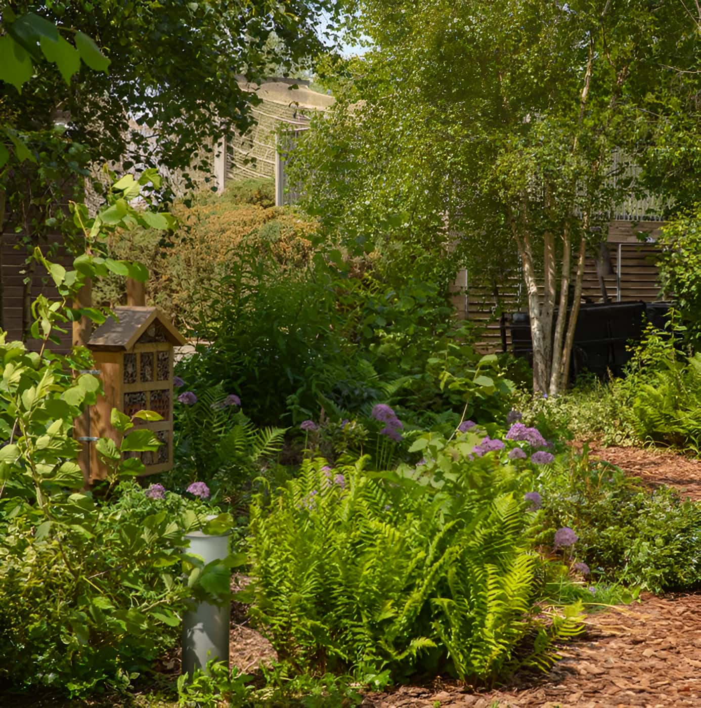 Wildlife garden with ferns, alliums, birch trees and an insect hotel on a post, set in a woodland-style urban landscape