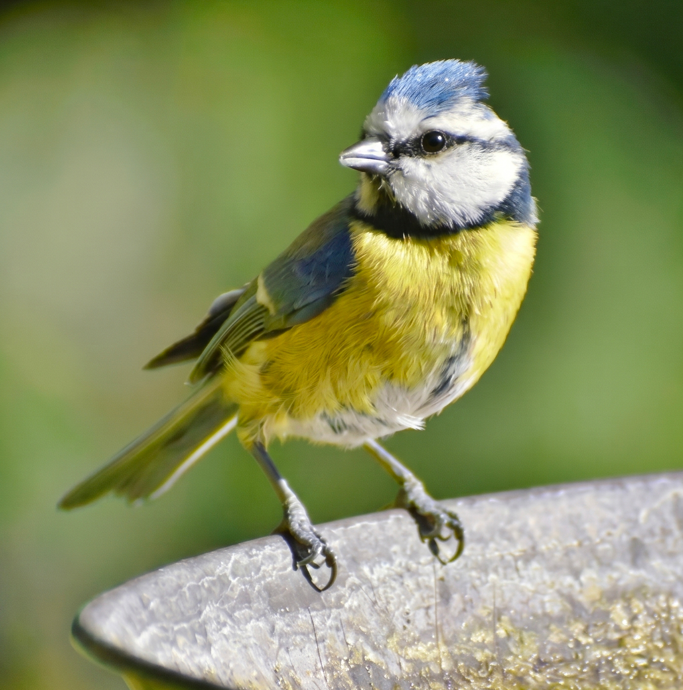 A blue tit perched on the rim of a stone bird bath against a soft green garden background.