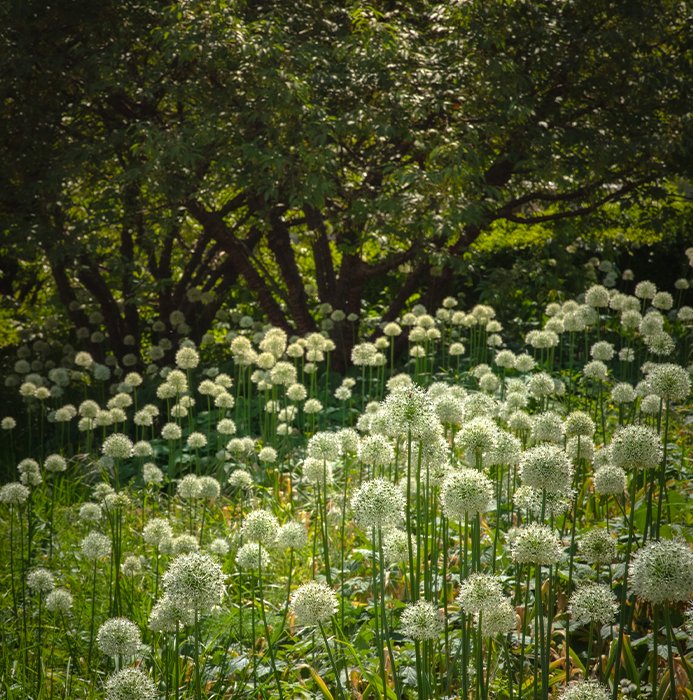 Mass planting of white allium flowers with spherical blooms on tall stems in a shaded garden setting