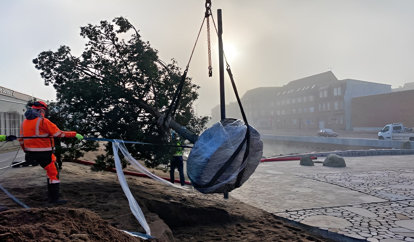 Worker in orange hi-vis guides a crane lifting a large root-balled tree during urban landscaping installation