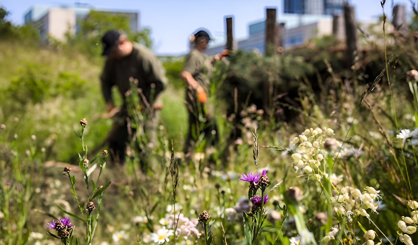 idverde workers maintaining a wildflower meadow with purple and white blooms, city buildings visible in background
