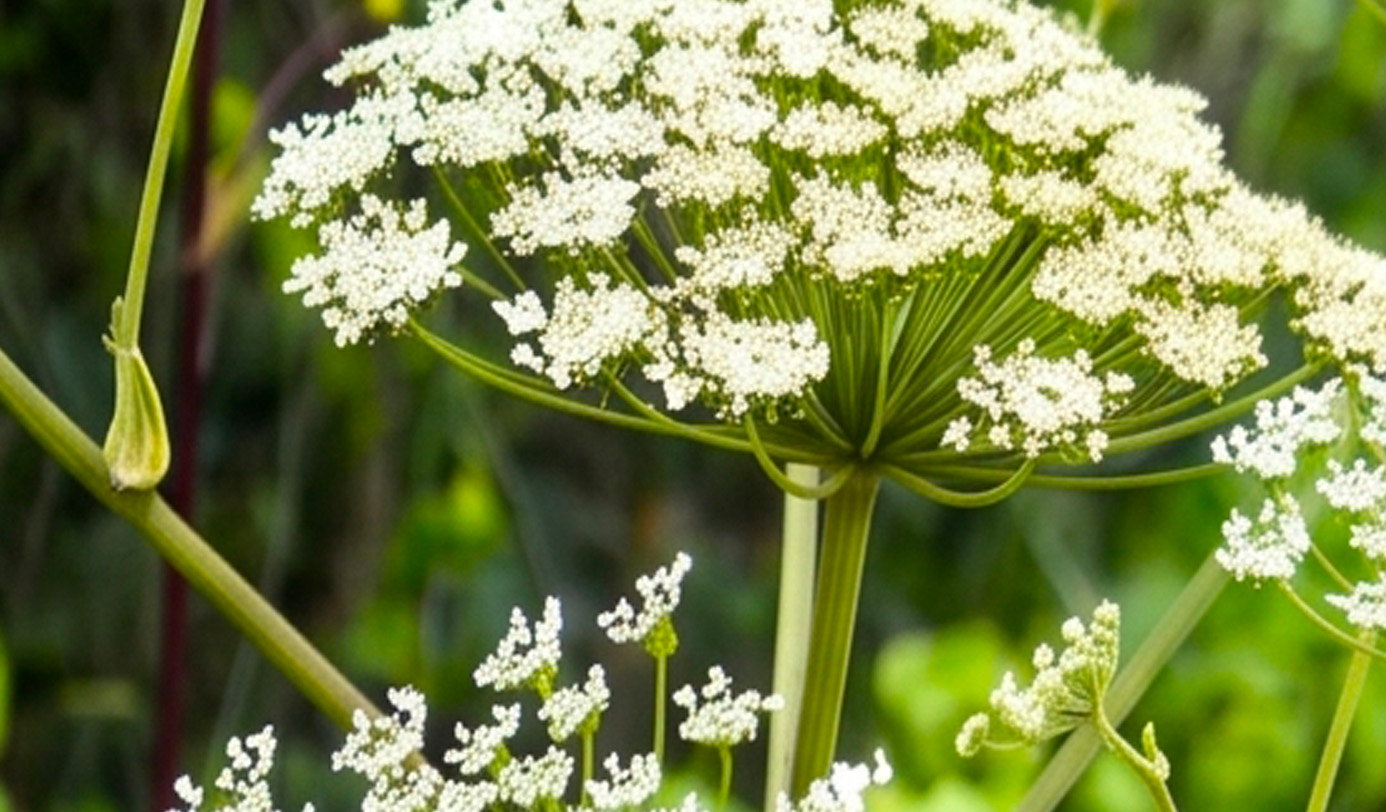 Close-up of giant hogweed flower head in bloom, showing its distinctive large white umbel against a green background.