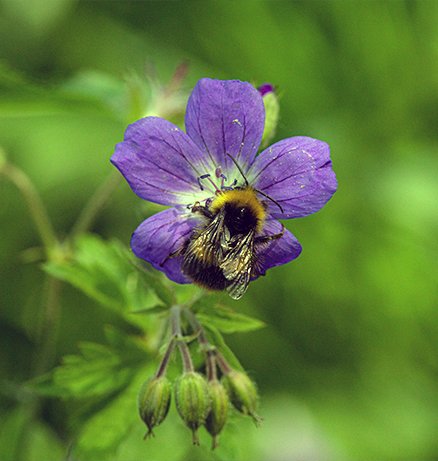 Bumblebee collecting pollen on a purple cranesbill geranium flower with green foliage background
