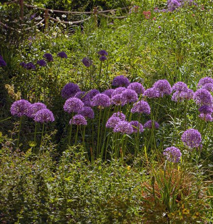 Purple allium flowers in full bloom rising above green foliage in a lush garden border