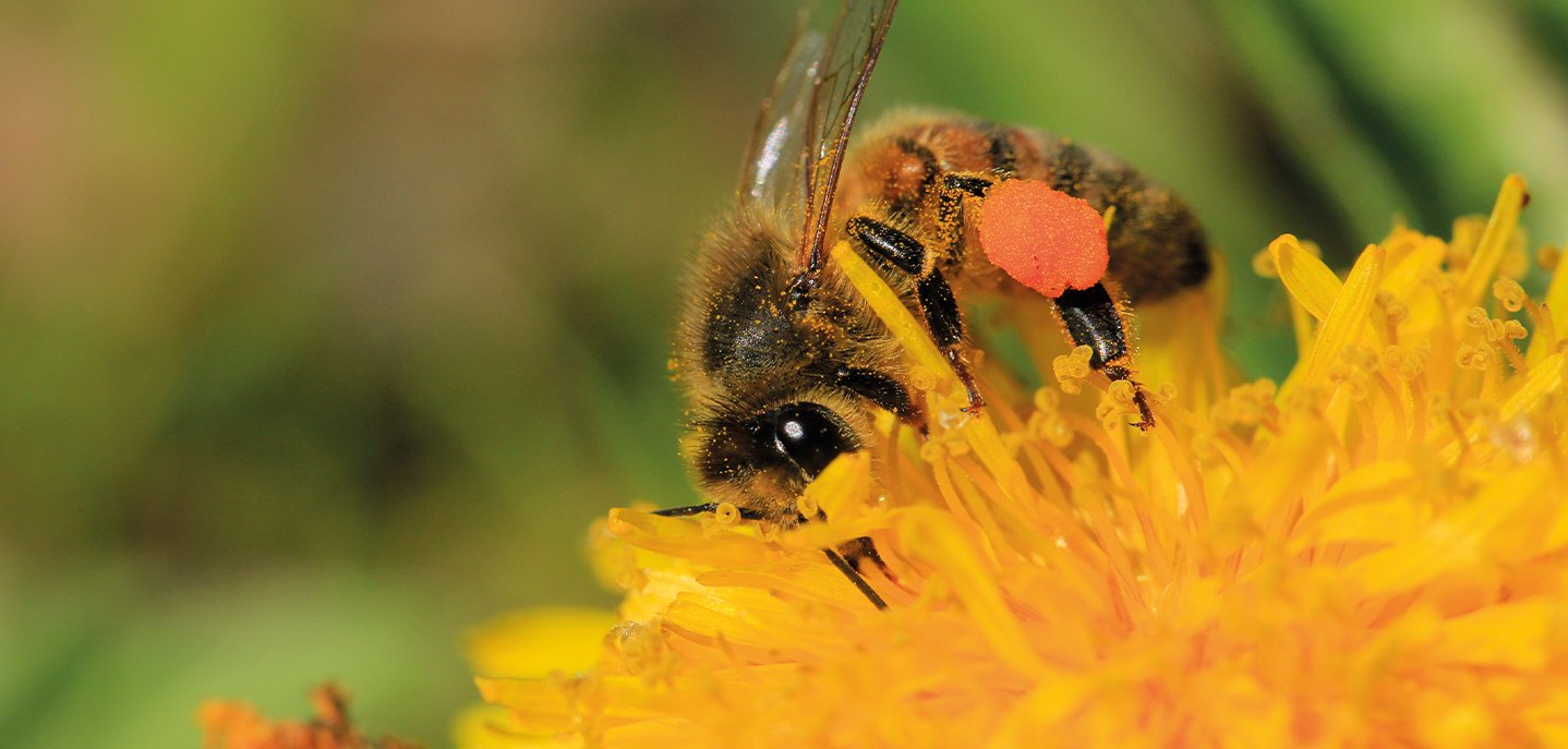 Honey bee collecting pollen from a bright yellow dandelion flower, with an orange pollen basket visible on its leg