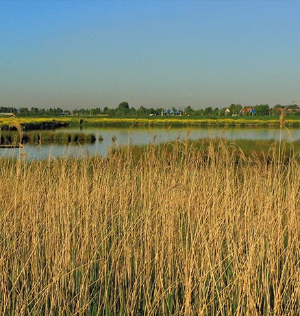 Golden reed beds alongside a calm lake with trees and buildings reflected in the water under a clear blue sky.