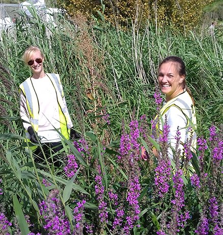 Two idverde workers in hi-vis vests smiling among purple loosestrife wildflowers during grounds maintenance