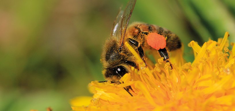 Honey bee collecting pollen from a bright yellow dandelion flower, with orange pollen ball visible on its leg