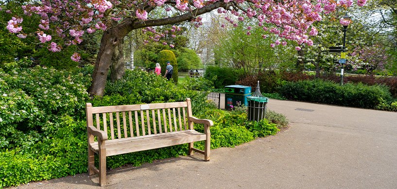 Wooden park bench beneath pink cherry blossom tree beside a winding path in a well-maintained public park