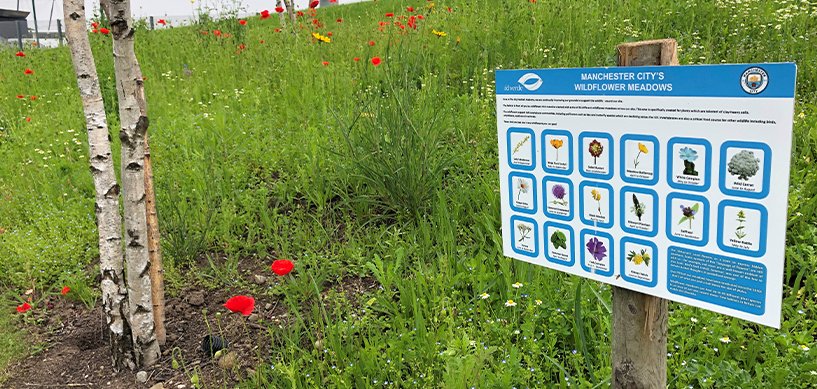 Manchester City's wildflower meadow with red poppies, birch trees, and an idverde information sign listing plant species.