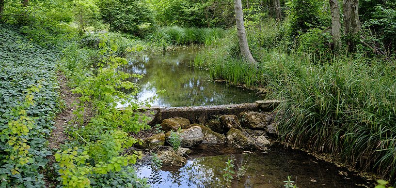 Stone dam beside a woodland trail creating a calm reflective pond surrounded by lush green vegetation
