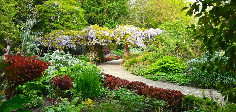 Lush garden path lined with colourful shrubs leading to a wisteria-covered pergola surrounded by mature trees