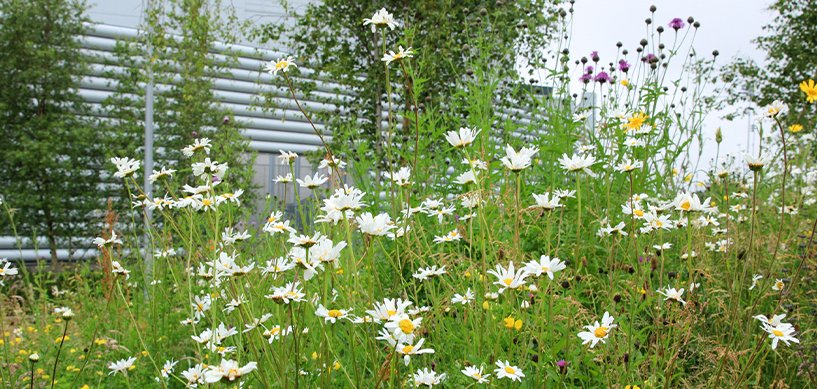 Wild flower meadow with white daisies and purple thistle flowers beside a modern industrial building