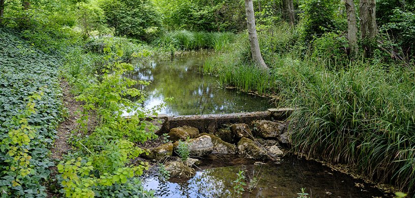 Stone slab bridge over a woodland stream surrounded by lush green vegetation and tall reeds in a naturalistic garden setting