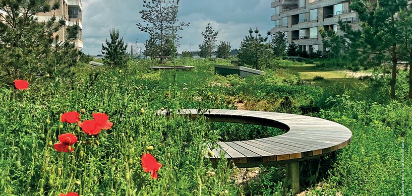 Curved wooden boardwalk through wildflower meadow with red poppies, surrounded by modern residential buildings.