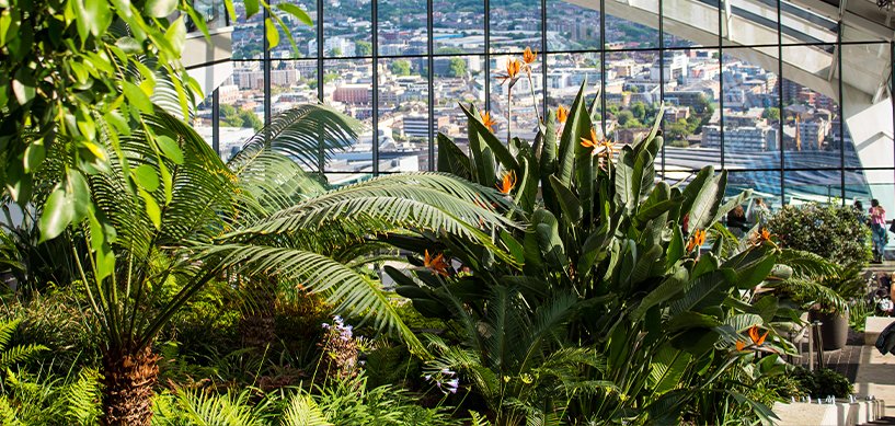 Lush tropical indoor garden with bird of paradise flowers and palm trees overlooking a city skyline