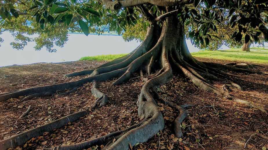 Massive fig tree with dramatic surface roots spreading across leaf-covered ground in a park near water