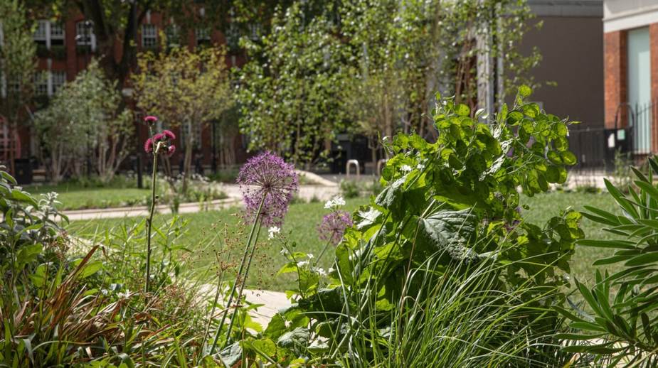 Purple allium flowers and lush mixed planting border in a maintained urban garden with brick buildings beyond