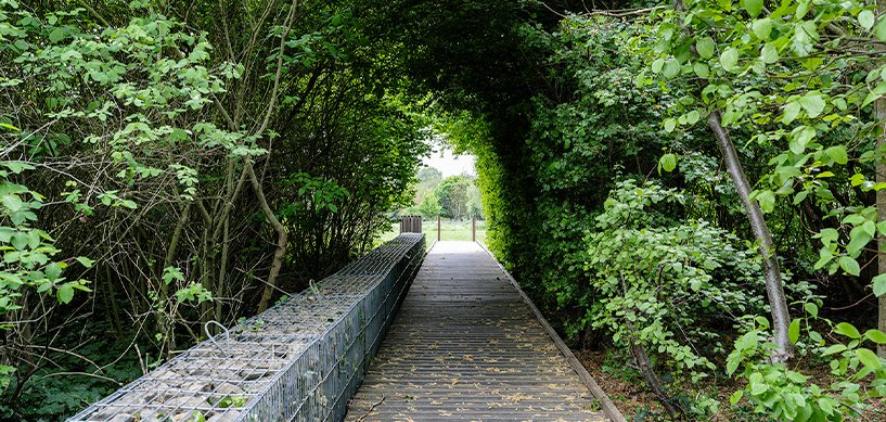 Wooden boardwalk path through a lush green tree canopy tunnel opening to a bright landscape beyond