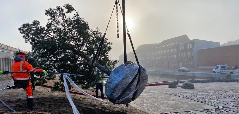 idverde workers using a crane to transplant a large tree with root ball wrapped in plastic at an urban site