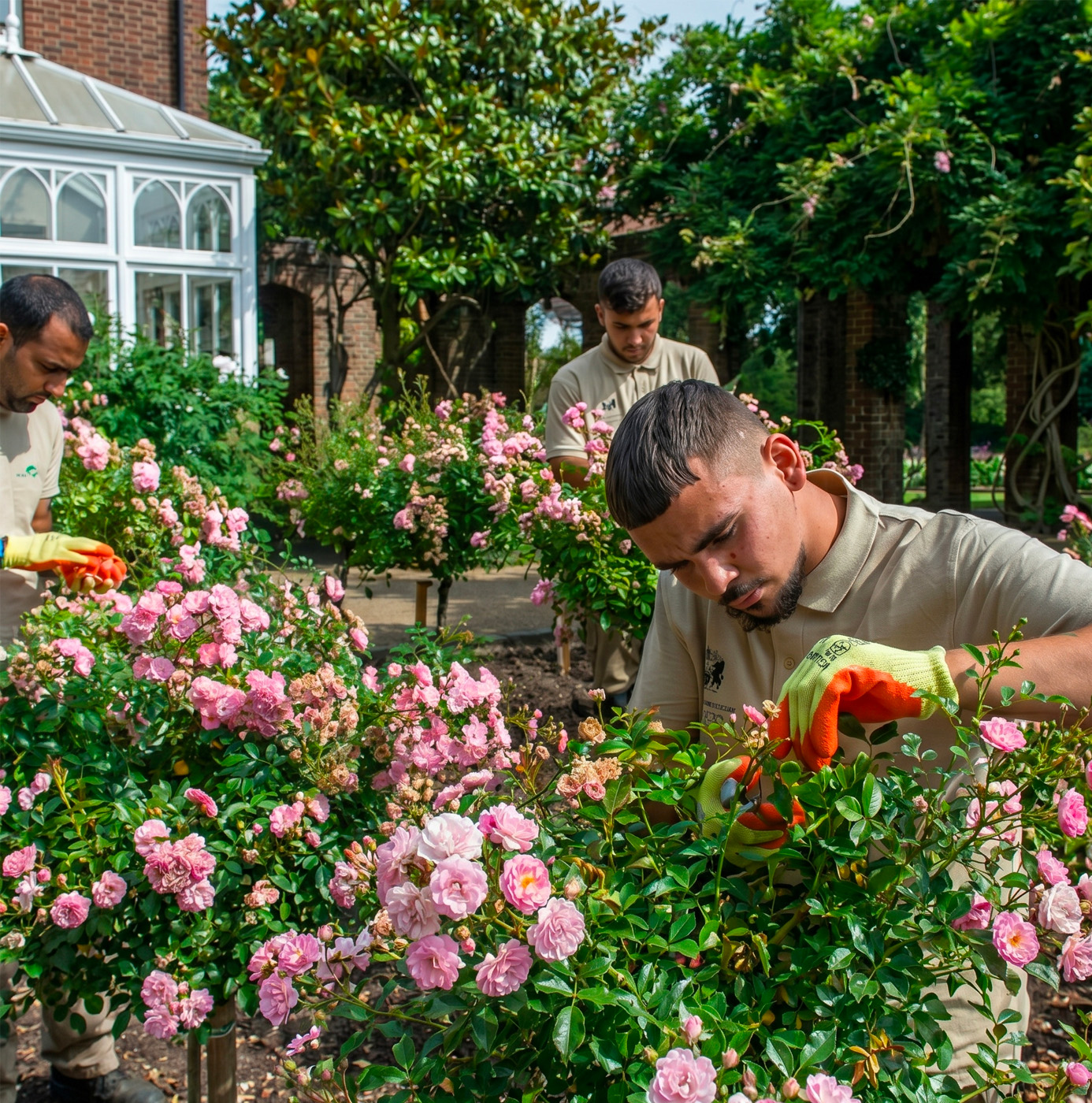 Three idverde operatives hand-deadheading pink rose bushes in a formal walled garden with a Victorian conservatory in the background.