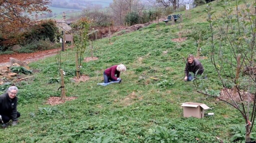 Volunteers planting young trees on grassy hillside at Box Hill