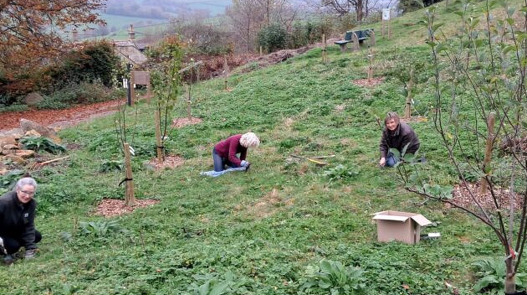 Volunteers planting young trees on grassy hillside at Box Hill