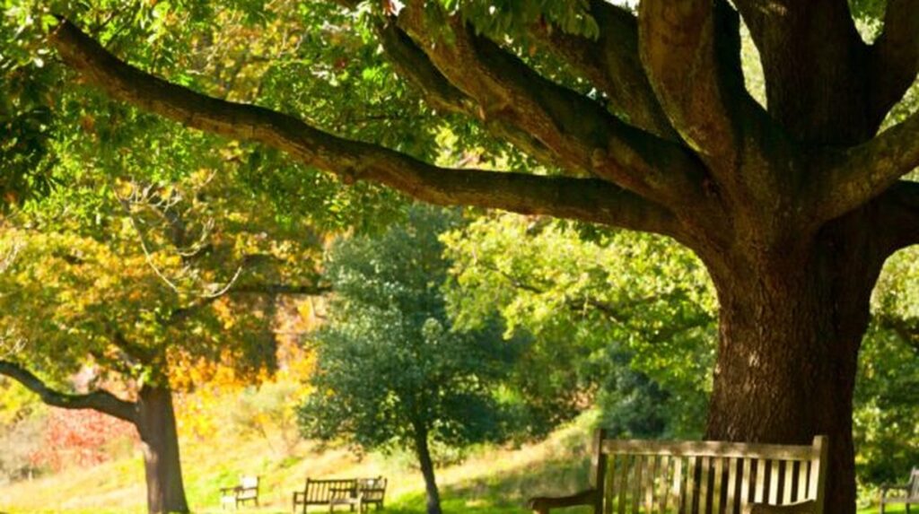 Mature tree with wooden bench in a peaceful village green setting