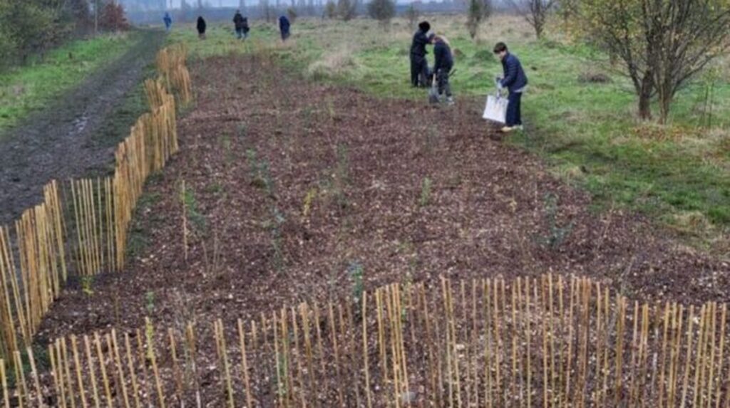 Volunteers planting young trees within protective guards on mulched ground