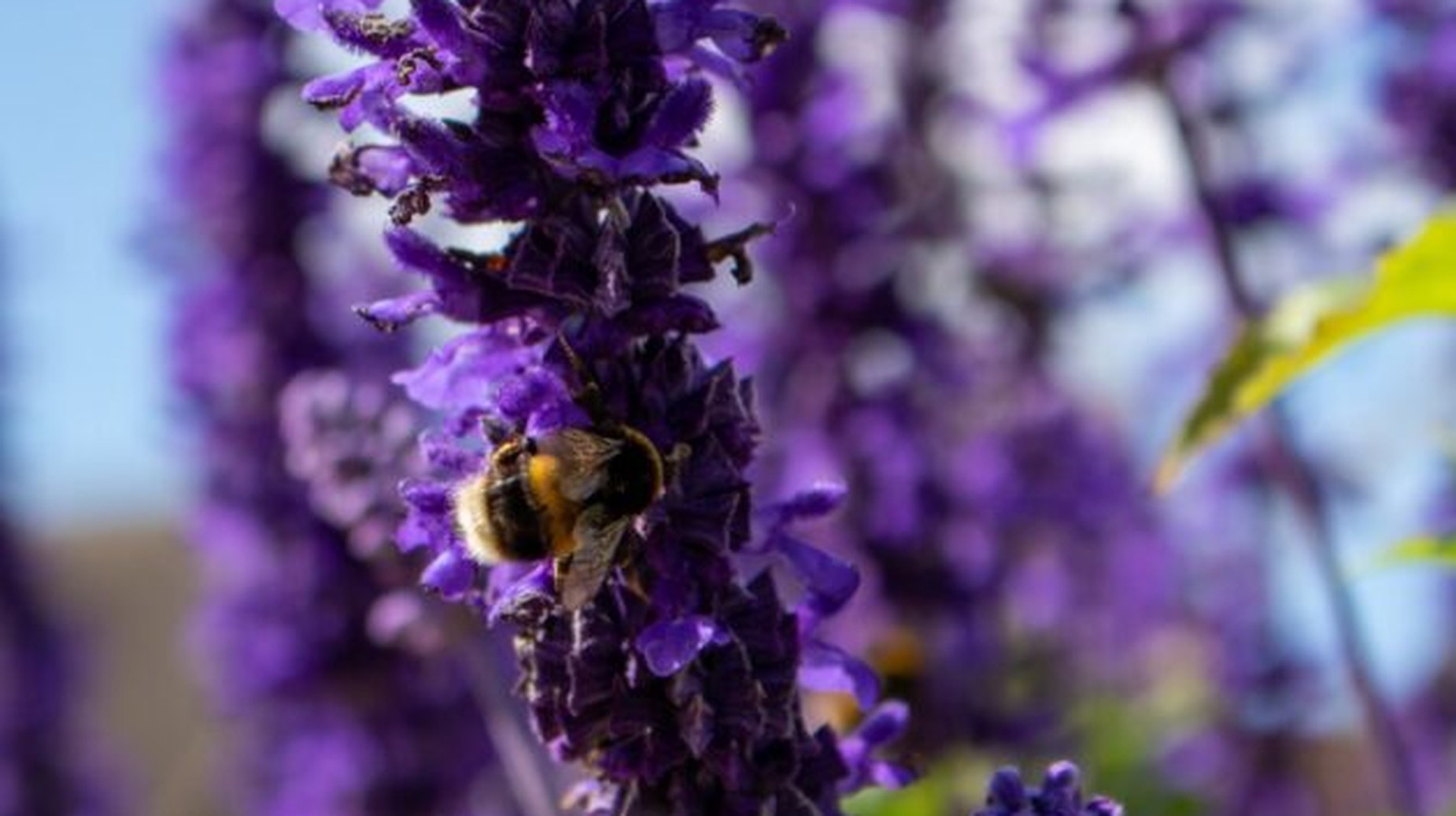 Bumblebee pollinating vibrant purple flower spikes in sunlight