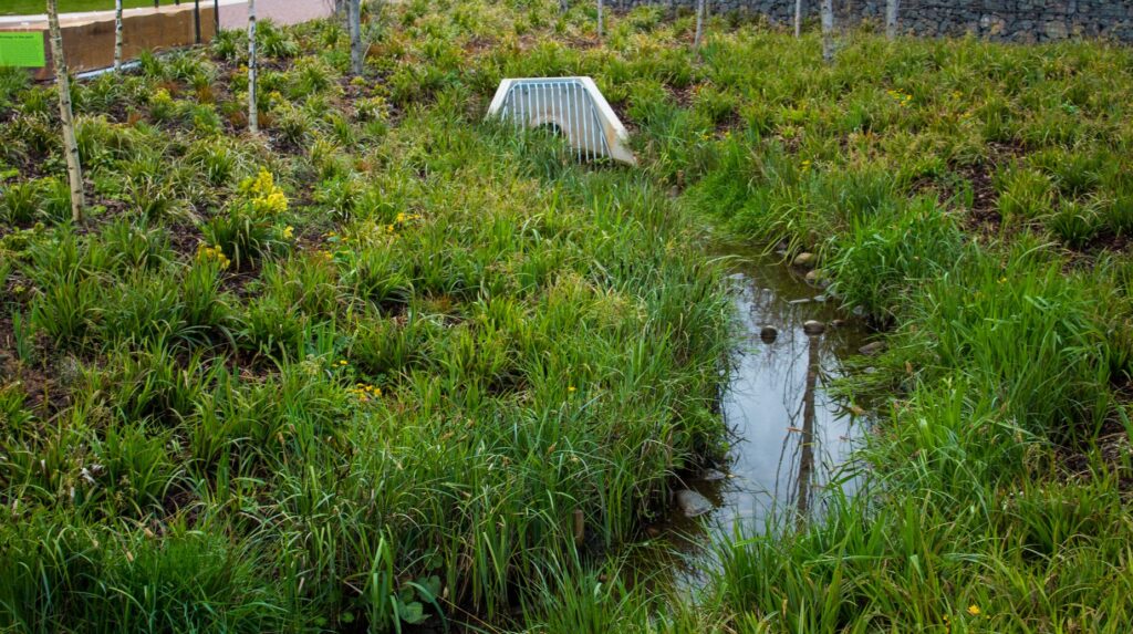 Wetland planting scheme with stream, reeds and drainage culvert in landscaped park